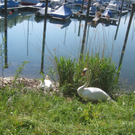 Schwan NEST mit Ei 09-05-2011 _10__jpg-1304766773