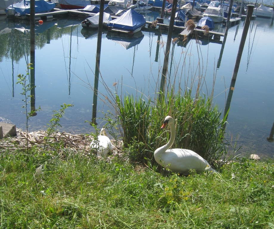 Schwan NEST mit Ei 09-05-2011 _10__jpg-1304766773