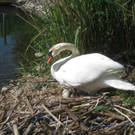 Schwan NEST mit Ei 09-05-2011 _3__jpg-1304766658