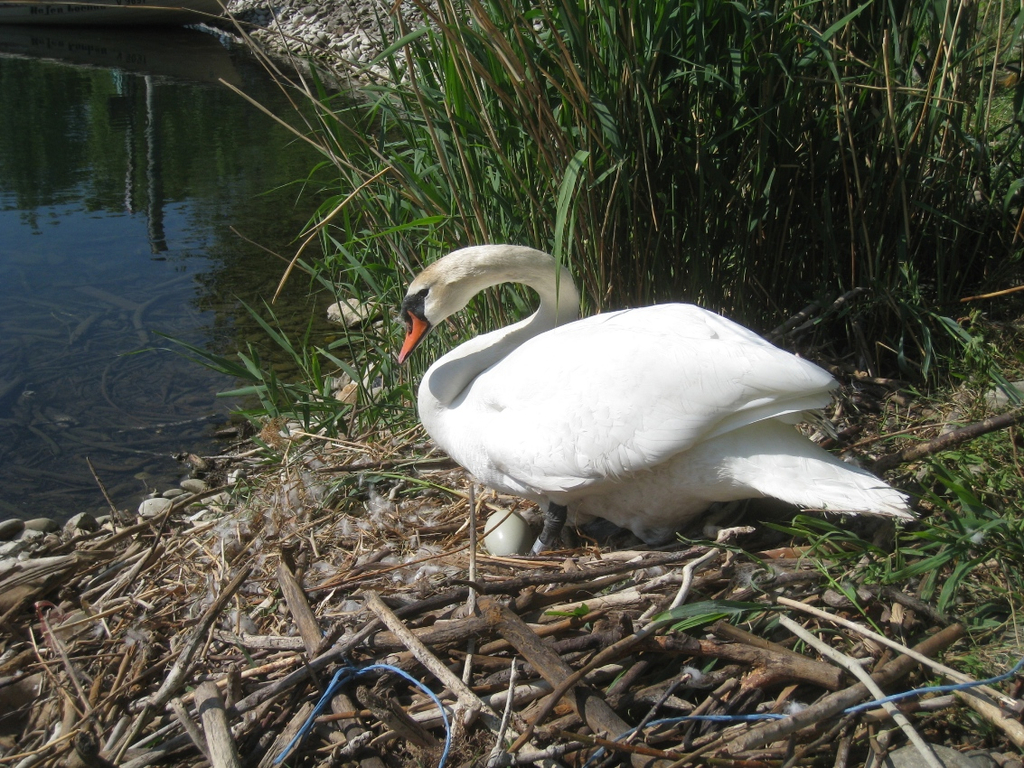 Schwan NEST mit Ei 09-05-2011 _3__jpg-1304766658