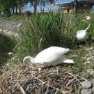 Schwan NEST mit Ei 09-05-2011 _4__jpg-1304766675