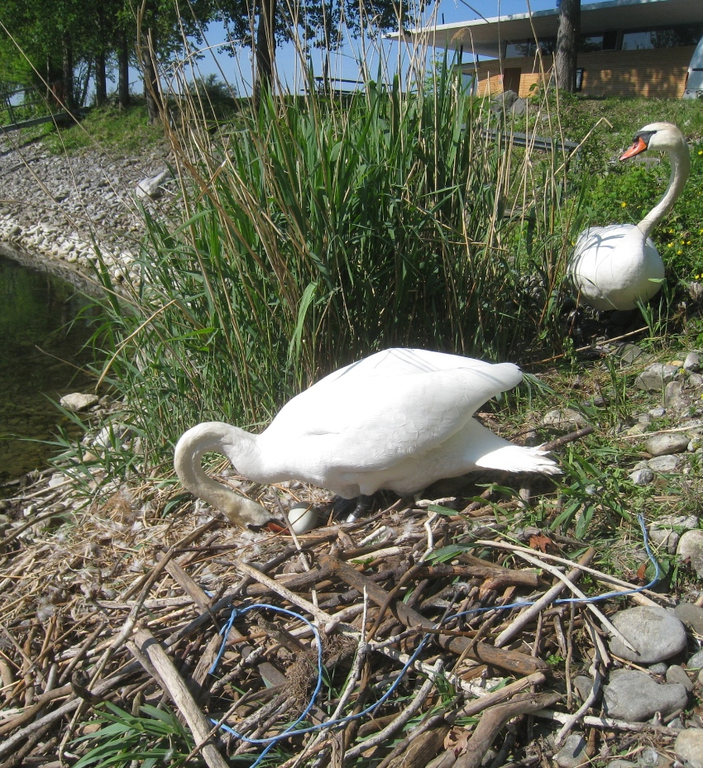 Schwan NEST mit Ei 09-05-2011 _4__jpg-1304766675