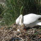 Schwan NEST mit Ei 09-05-2011 _5__jpg-1304766692