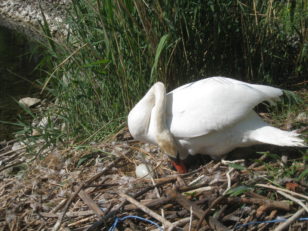 Schwan NEST mit Ei 09-05-2011 _5__jpg-1304766692