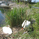 Schwan NEST mit Ei 09-05-2011 _19__jpg-1304766933