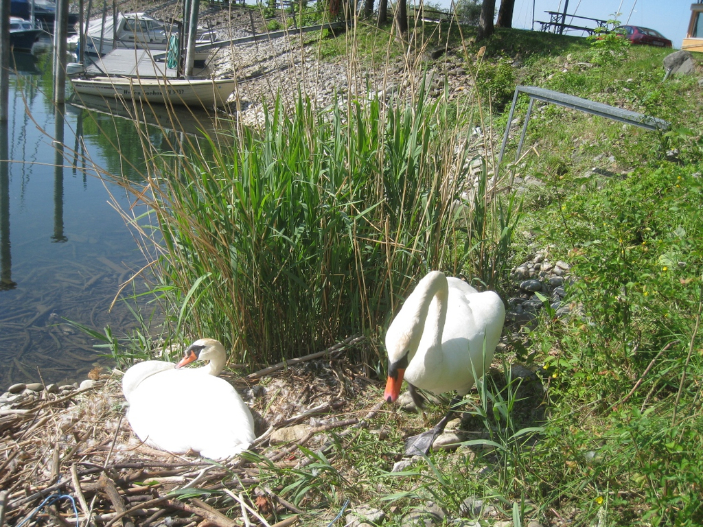 Schwan NEST mit Ei 09-05-2011 _19__jpg-1304766933