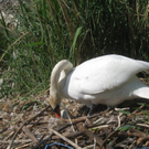 Schwan NEST mit Ei 09-05-2011 _6__jpg-1304766708