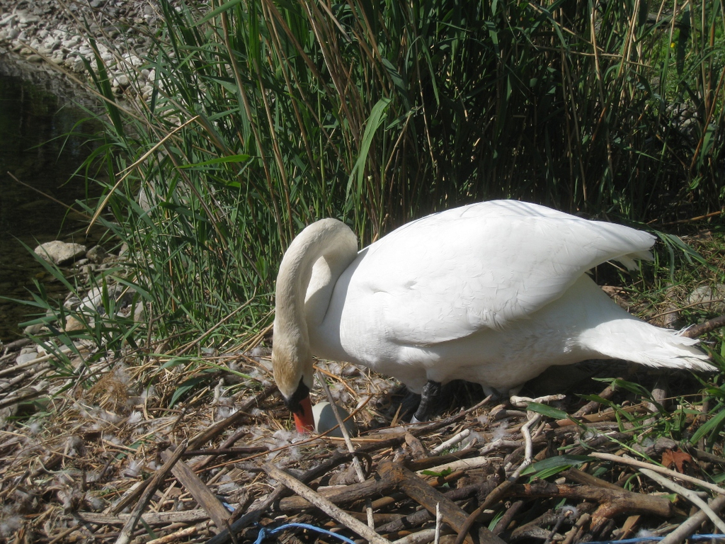 Schwan NEST mit Ei 09-05-2011 _6__jpg-1304766708