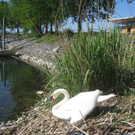 Schwan NEST mit Ei 09-05-2011 _8__jpg-1304766741
