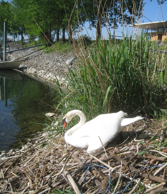 Schwan NEST mit Ei 09-05-2011 _8__jpg-1304766741