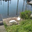 Schwan NEST mit Ei 09-05-2011 _20__jpg-1304766950