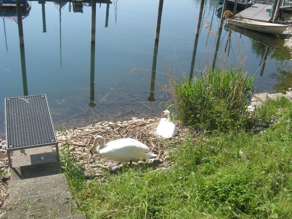 Schwan NEST mit Ei 09-05-2011 _20__jpg-1304766950