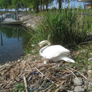 Schwan NEST mit Ei 09-05-2011 _1__jpg-1304766626