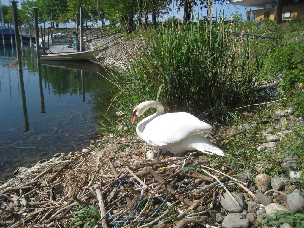 Schwan NEST mit Ei 09-05-2011 _1__jpg-1304766626
