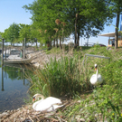 Schwan NEST mit Ei 09-05-2011 _11__jpg-1304766793