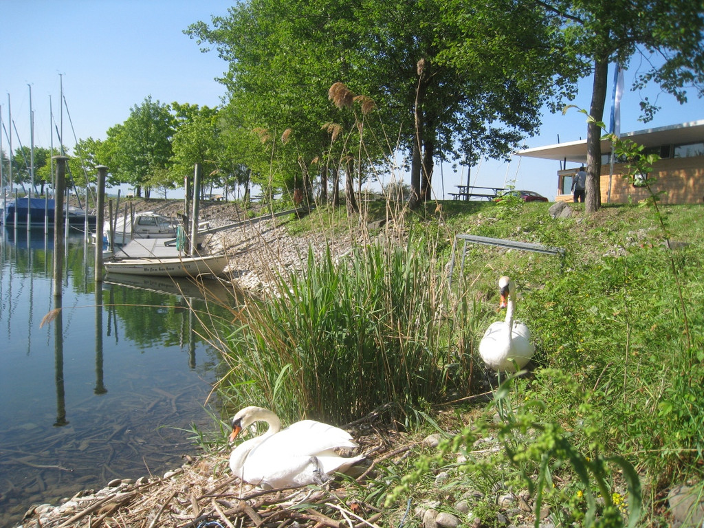 Schwan NEST mit Ei 09-05-2011 _11__jpg-1304766793