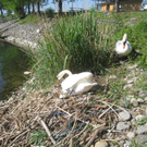 Schwan NEST mit Ei 09-05-2011 _16__jpg-1304766882