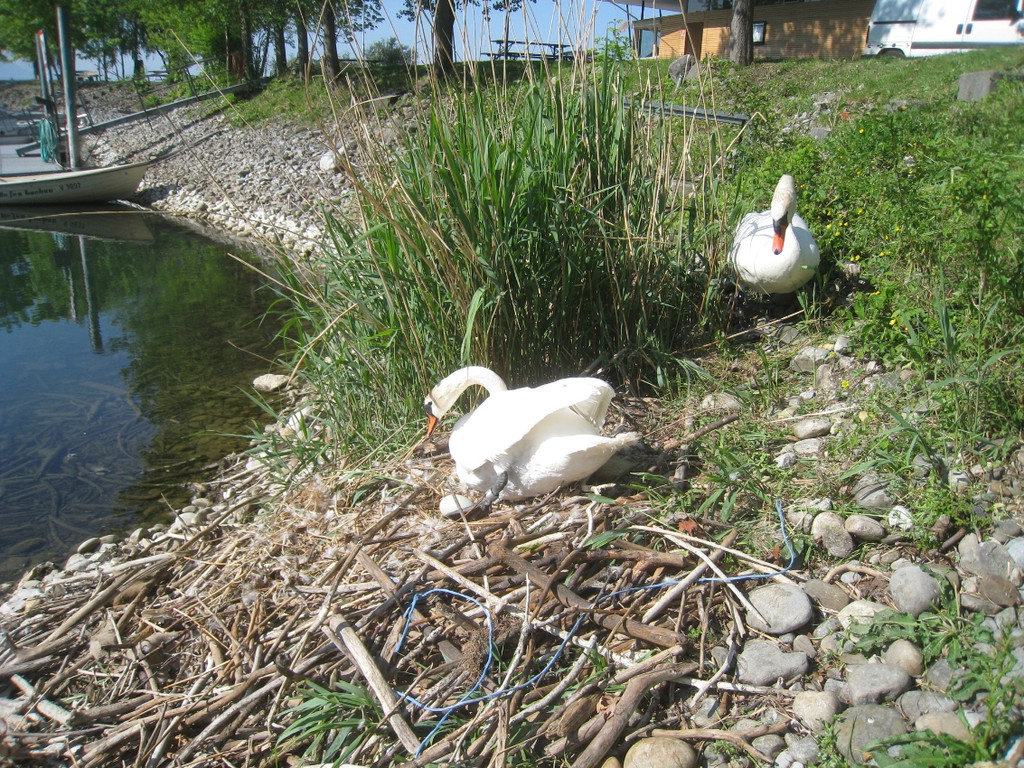 Schwan NEST mit Ei 09-05-2011 _16__jpg-1304766882