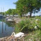 Schwan NEST mit Ei 09-05-2011 _12__jpg-1304766812