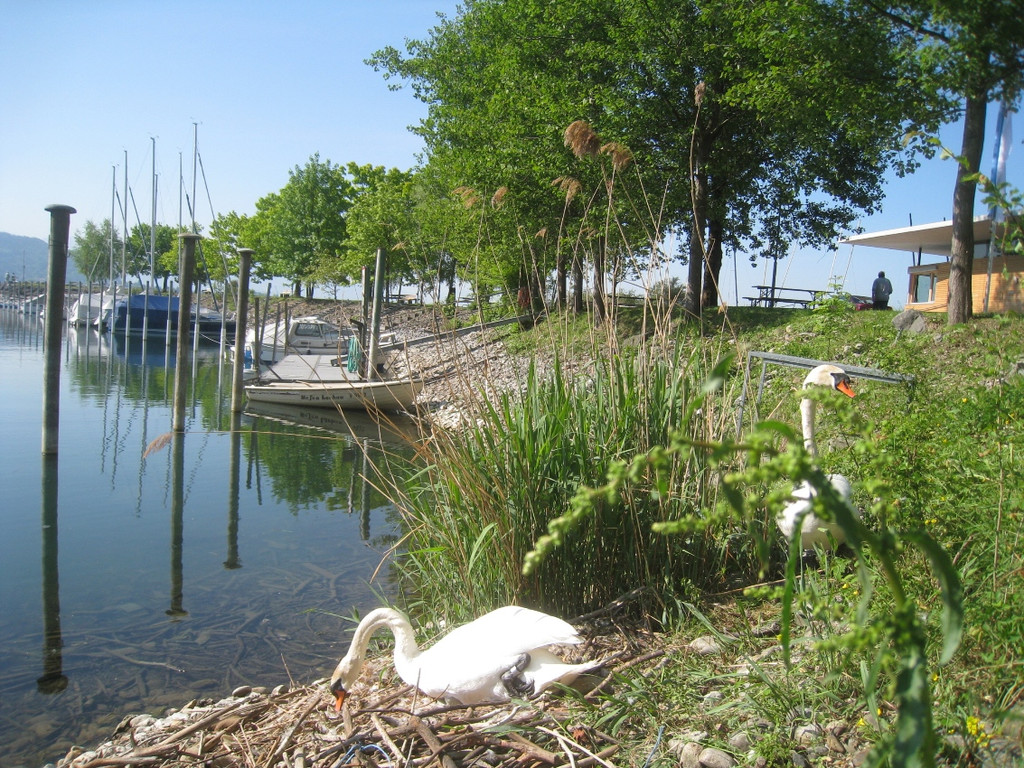 Schwan NEST mit Ei 09-05-2011 _12__jpg-1304766812