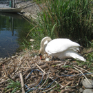 Schwan NEST mit Ei 09-05-2011 _22__jpg-1304766988