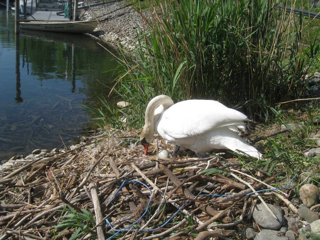 Schwan NEST mit Ei 09-05-2011 _22__jpg-1304766988