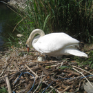 Schwan NEST mit Ei 09-05-2011 _23__jpg-1304767005
