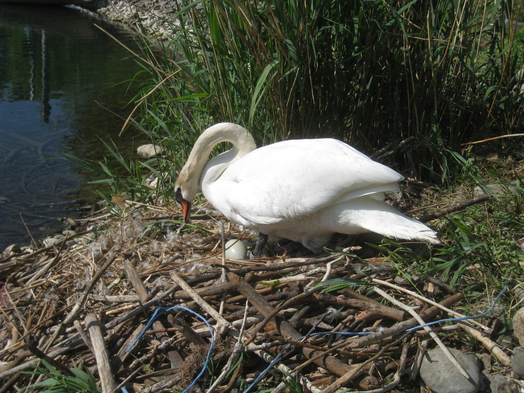 Schwan NEST mit Ei 09-05-2011 _23__jpg-1304767005