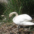 Schwan NEST mit Ei 09-05-2011 _14__jpg-1304766846