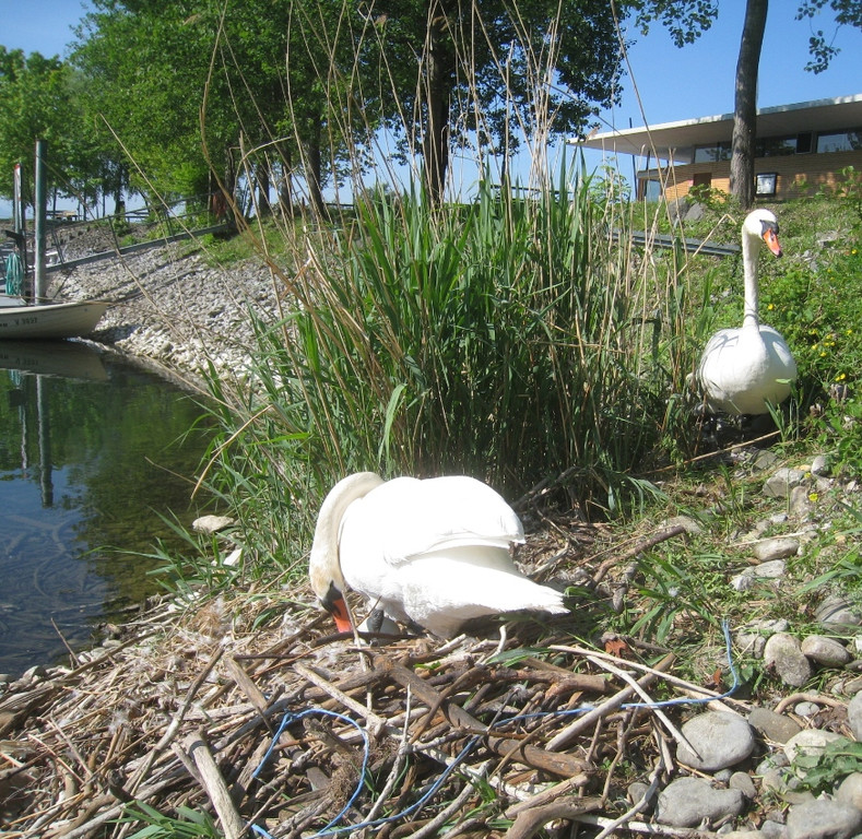 Schwan NEST mit Ei 09-05-2011 _15__jpg-1304766862