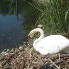 Schwan NEST mit Ei 09-05-2011 _17__jpg-1304766896