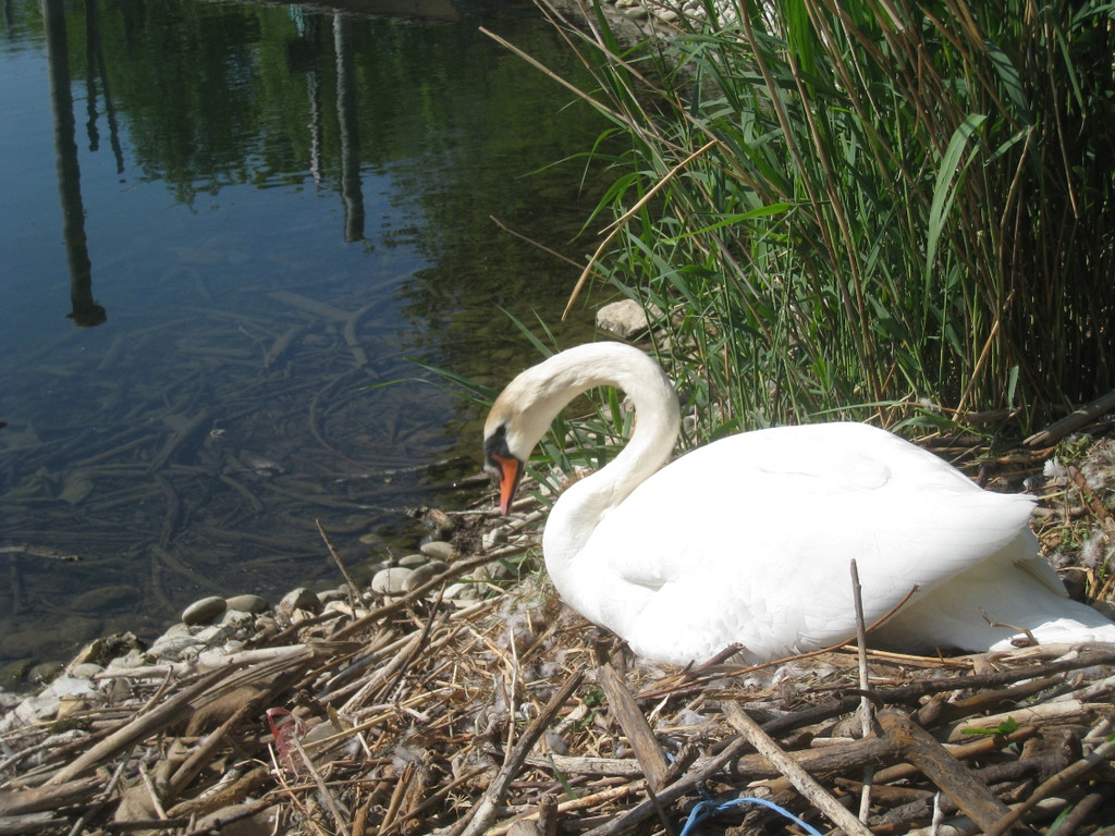 Schwan NEST mit Ei 09-05-2011 _17__jpg-1304766896