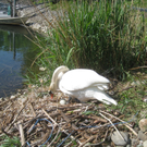 Schwan NEST mit Ei 09-05-2011 _21__jpg-1304766970