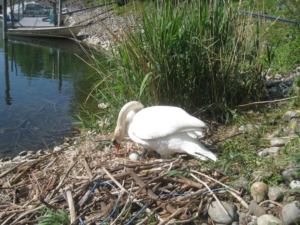 Schwan NEST mit Ei 09-05-2011 _21__jpg-1304766970