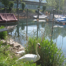 Schwan NEST mit Ei 09-05-2011 _18__jpg-1304766913