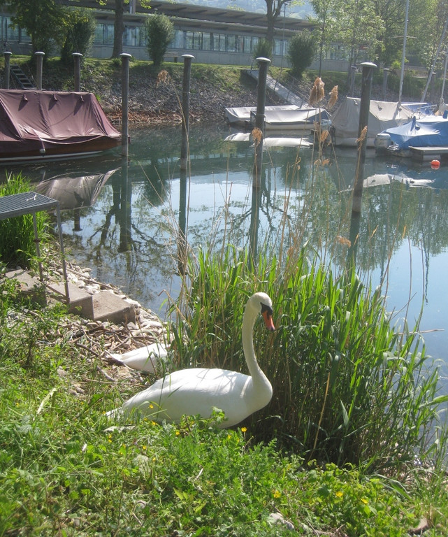 Schwan NEST mit Ei 09-05-2011 _18__jpg-1304766913