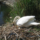 Schwan NEST mit Ei 09-05-2011 _24__jpg-1304767021