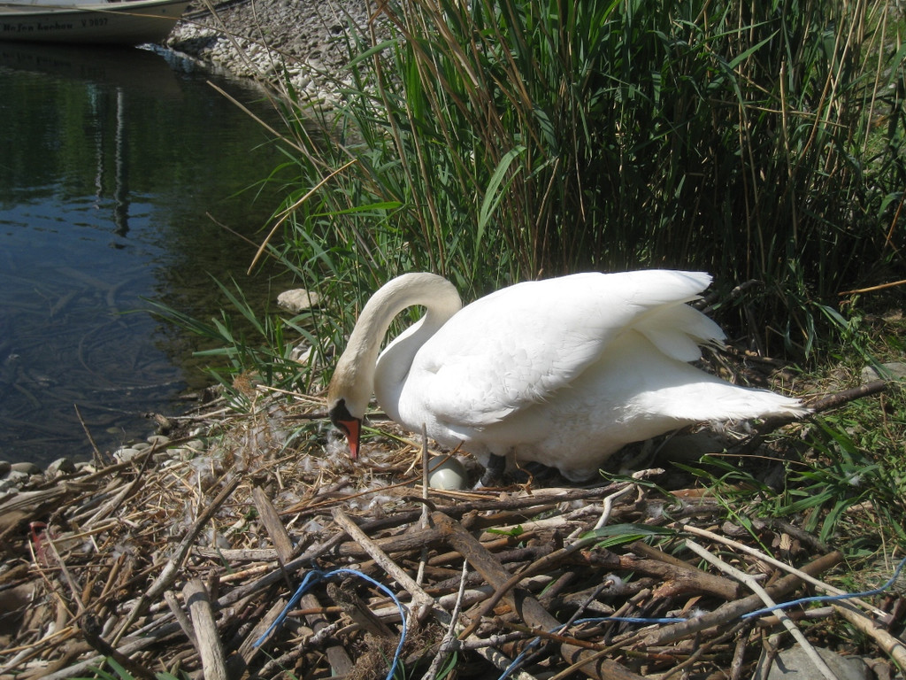 Schwan NEST mit Ei 09-05-2011 _24__jpg-1304767021