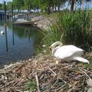 Schwan NEST mit Ei 09-05-2011 _25__jpg-1304767039