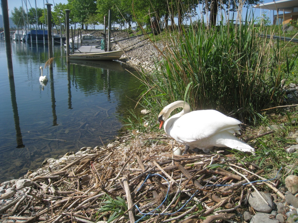 Schwan NEST mit Ei 09-05-2011 _25__jpg-1304767039
