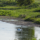 Naturjuwel Binnenkanal