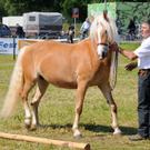 Haflinger H__chst 8_5_2011 35_jpg-1304879855