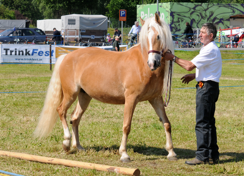 Haflinger H__chst 8_5_2011 35_jpg-1304879855
