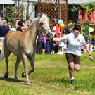 Haflinger H__chst 8_5_2011 91_jpg-1304880579