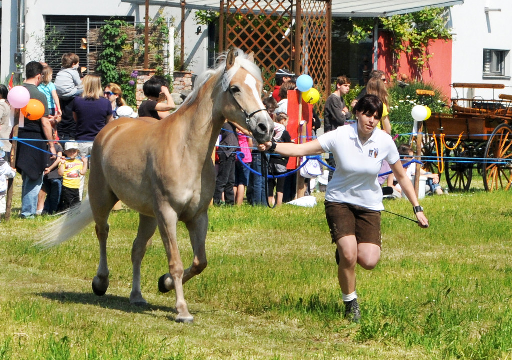 Haflinger H__chst 8_5_2011 91_jpg-1304880579