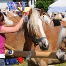 Haflinger H__chst 8_5_2011 51_jpg-1304880012
