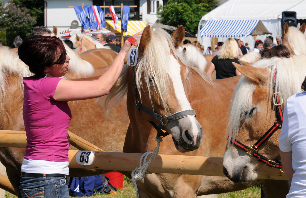 Haflinger H__chst 8_5_2011 51_jpg-1304880012
