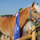 1 Haflinger H__chst 8_5_2011 112_jpg-1304879251