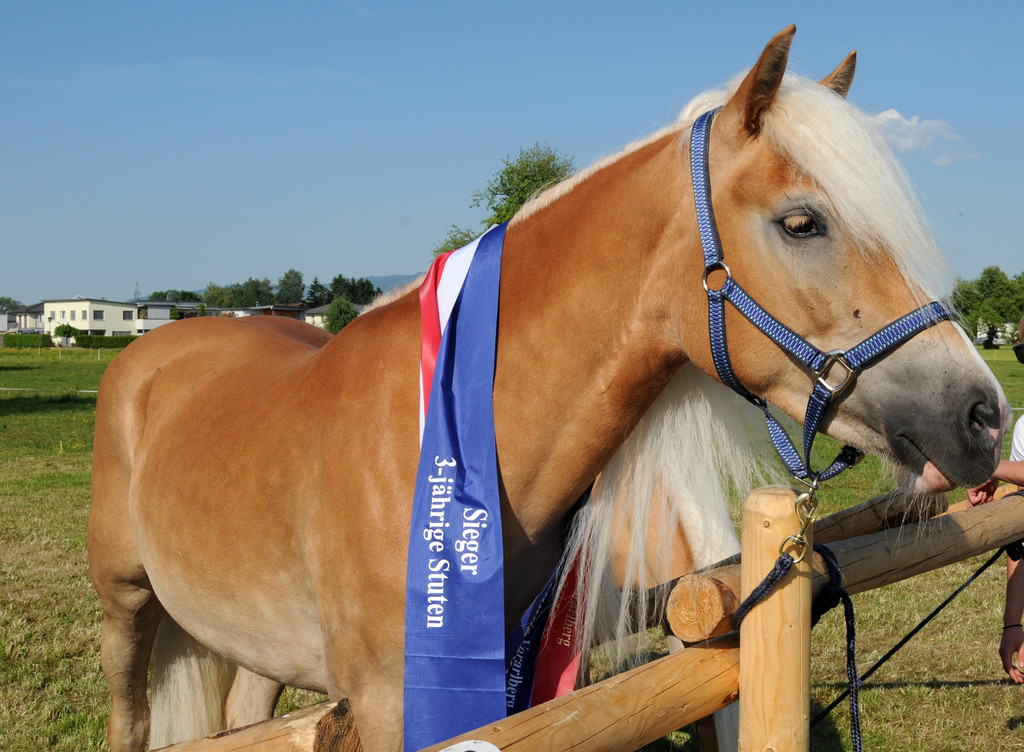 1 Haflinger H__chst 8_5_2011 112_jpg-1304879251