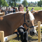 Haflinger H__chst 8_5_2011 4_jpg-1304879290